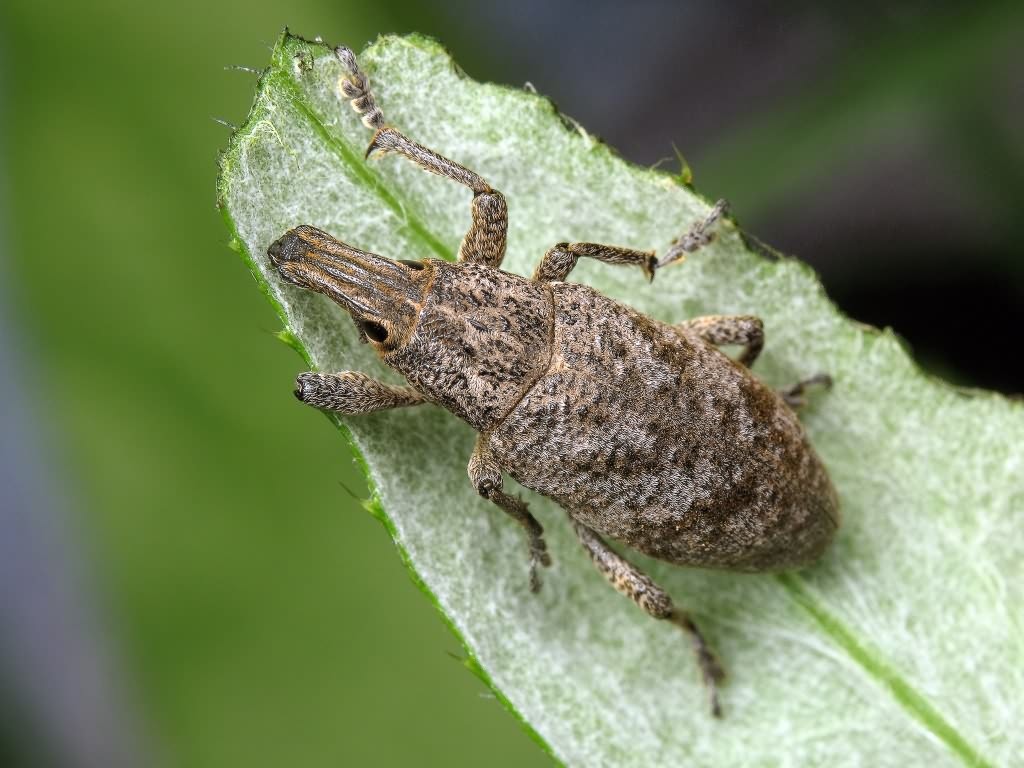 Cleonis pigra (Scopoli, 1763)